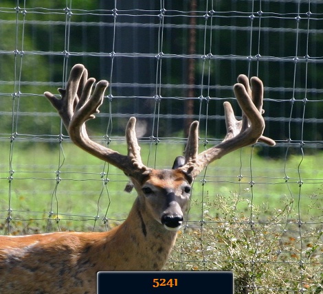 Buck 5241 232 at 5